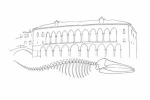 Disegno minimale del Museo di Storia Naturale con scheletro di balena.