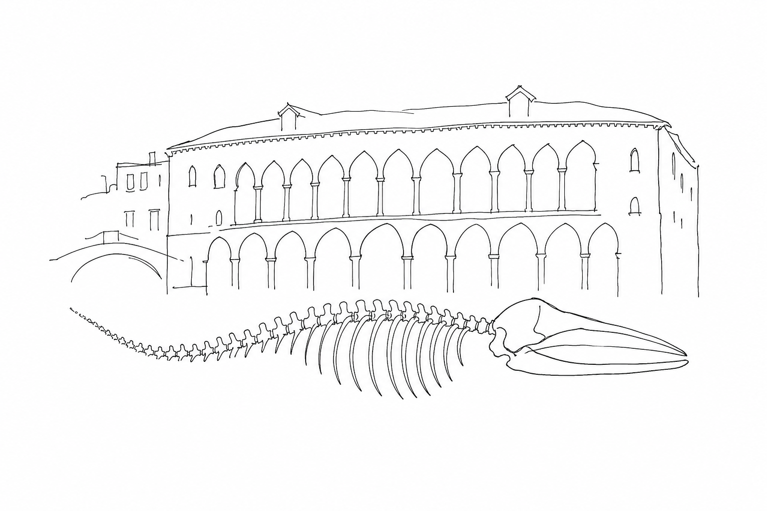 Natural History Museum: whales, fossils and a Venice that is not only about art